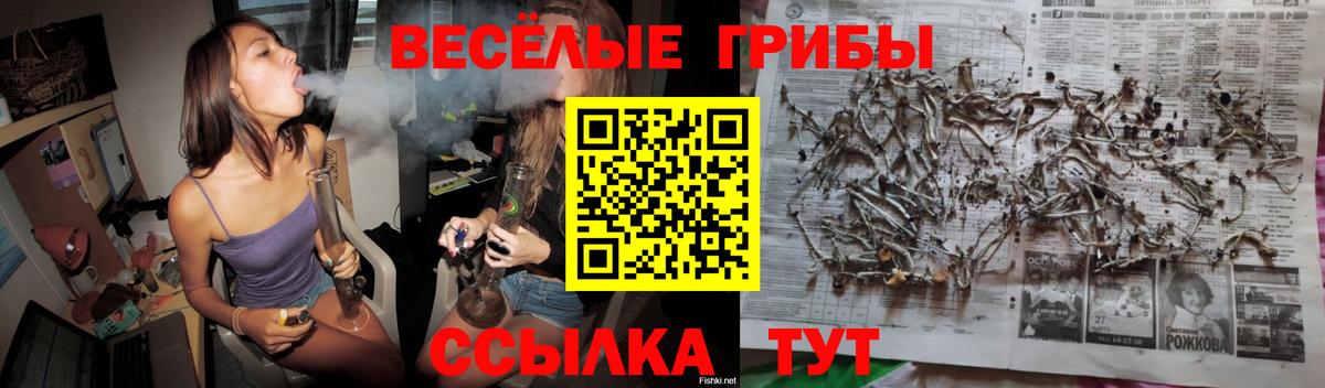 Псилоцибиновые грибы Psilocybine cubensis Великий Новгород